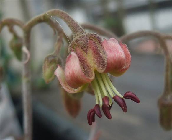 Adromischus marianae 'Hakutou' flowerの写真