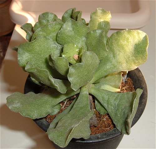 Adromischus sphenophyllus の写真