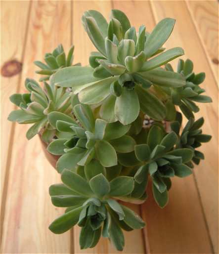 Aeonium domesticum f. variegata 