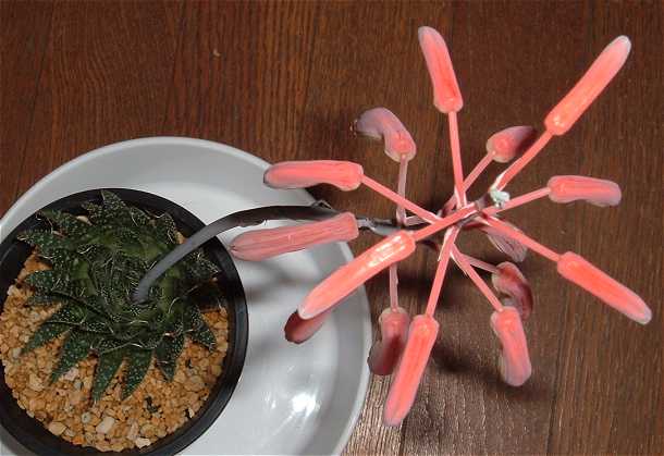 Aloe aristata flower̎ʐ^