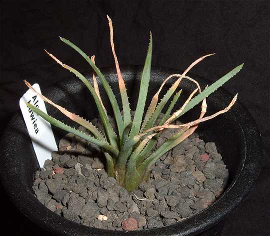 Aloe bowiea ̎ʐ^
