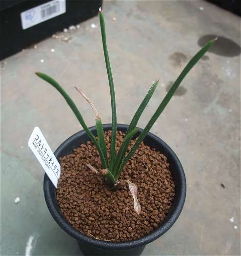Aloe chortolirioides ̎ʐ^