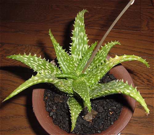 Aloe concinna ̎ʐ^