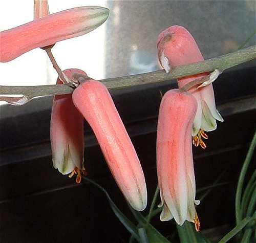 Aloe concinna flower̎ʐ^