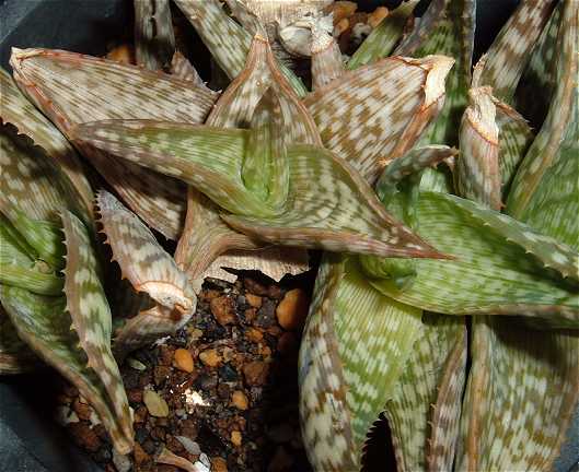 Aloe deltoideodontha ̎ʐ^
