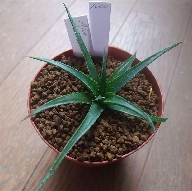 Aloe desertii ̎ʐ^