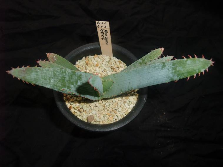 Aloe glauca ̎ʐ^