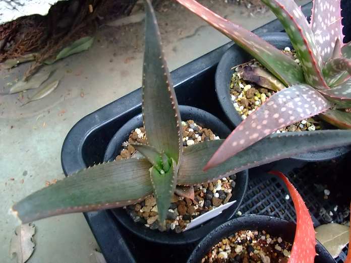 Aloe isaloensis ̎ʐ^