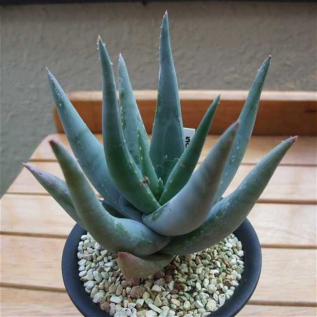 Aloe krapohliana ̎ʐ^