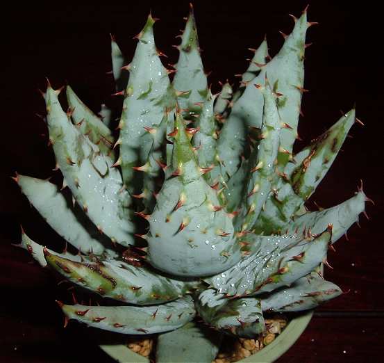 Aloe peglerae ̎ʐ^