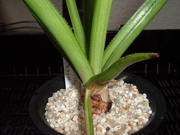 Aloe richardsiae ̎ʐ^