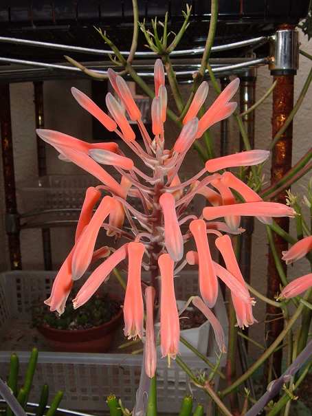 Aloe saponaria flower̎ʐ^