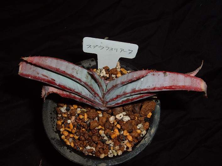 Aloe suprafoliata ̎ʐ^