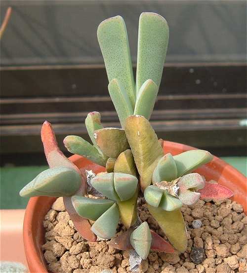 Cheiridopsis purpurea ̎ʐ^