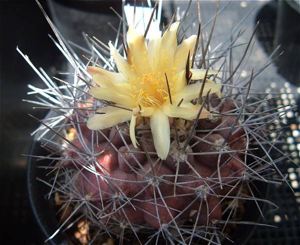 Copiapoa humilis flower�̎ʐ^