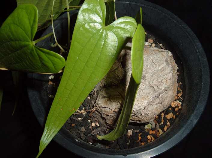 Dioscorea macrostachya ̎ʐ^