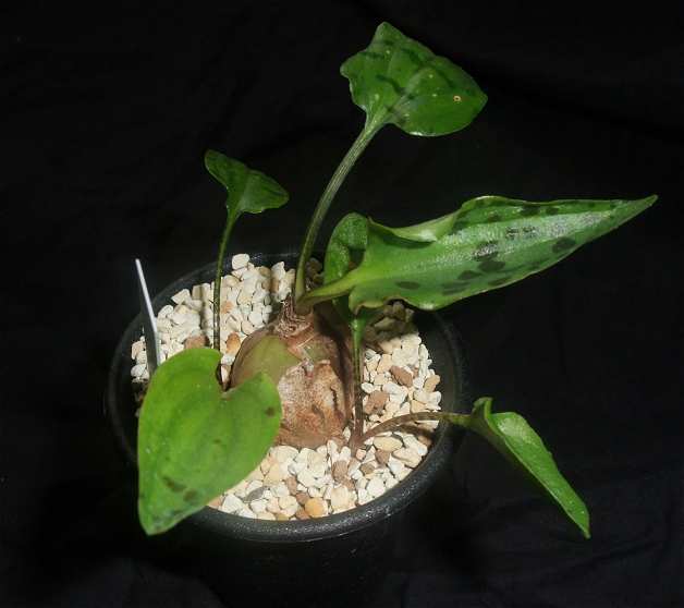 Drimiopsis maculata ̎ʐ^