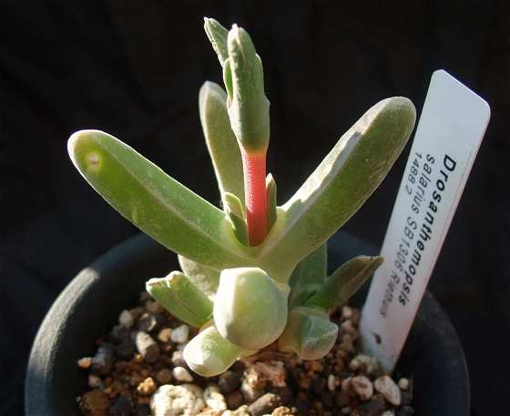 Drosanthemopsis salarius ̎ʐ^