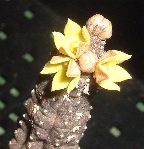 Echidnopsis cereiformis ̎ʐ^