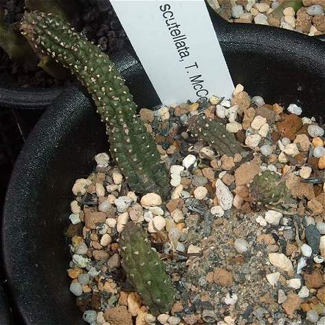 Echidnopsis scutellata ̎ʐ^