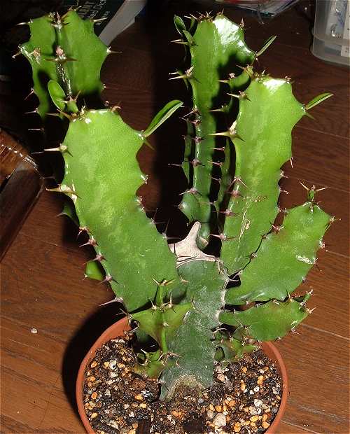 Euphorbia acrurensis ̎ʐ^