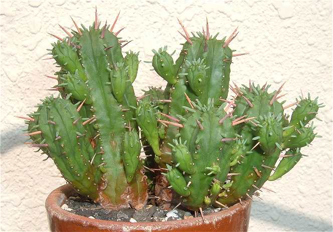 Euphorbia aggregata ̎ʐ^