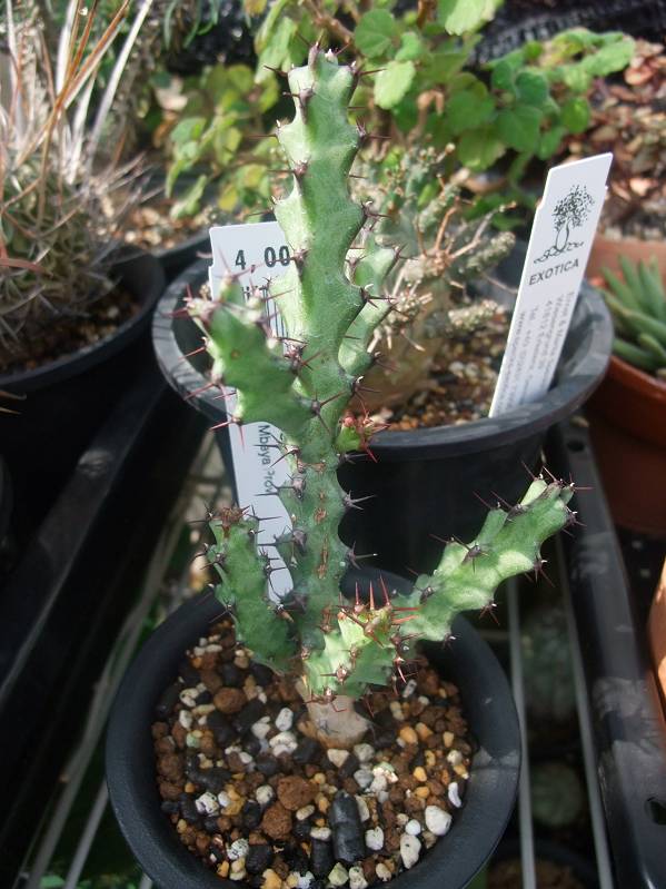 Euphorbia angustiflora ̎ʐ^