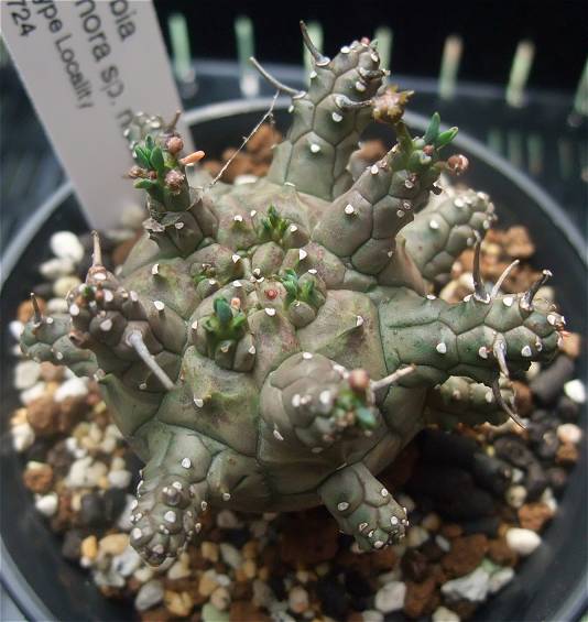 Euphorbia astrophora ̎ʐ^