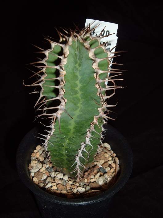 Euphorbia avasmontana ̎ʐ^