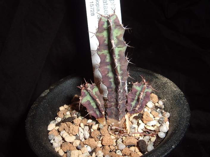 Euphorbia bitataensis ̎ʐ^