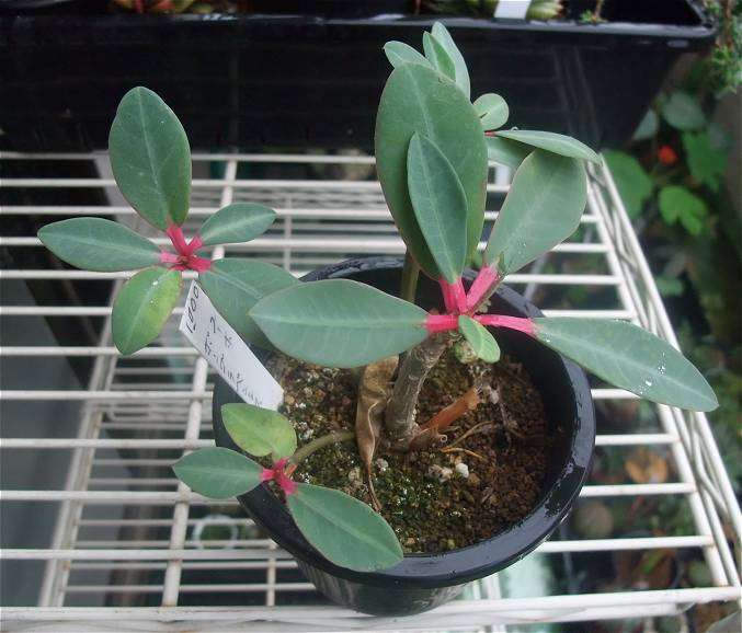 Euphorbia bongolavensis ̎ʐ^