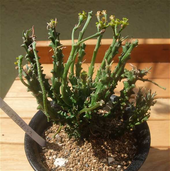 Euphorbia brakdamensis ̎ʐ^