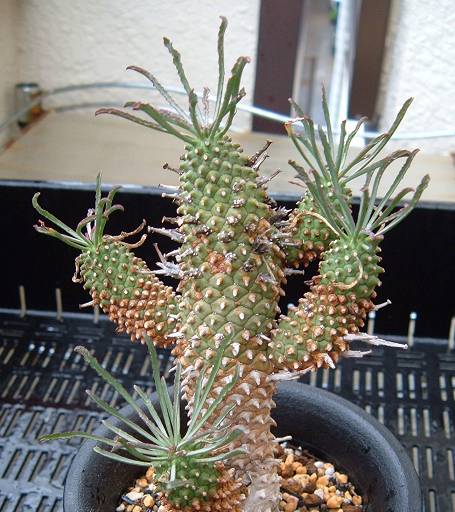 Euphorbia braunsii ̎ʐ^