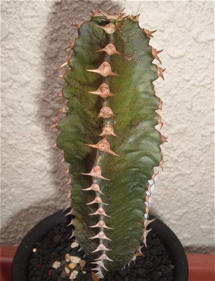 Euphorbia canariensis ̎ʐ^