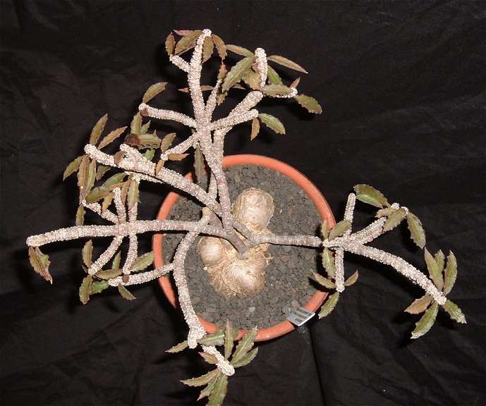Euphorbia capsaintemariensis ̎ʐ^