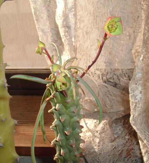 Euphorbia clava ̎ʐ^
