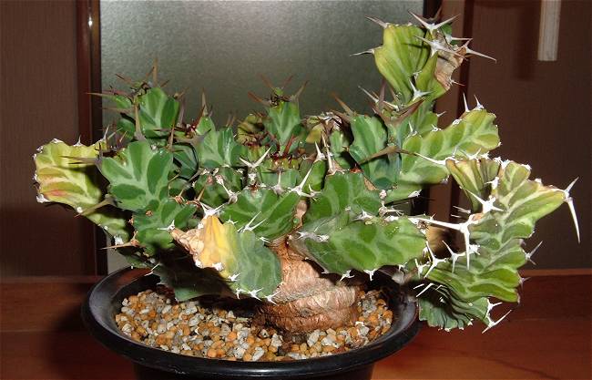 Euphorbia clavigera ̎ʐ^