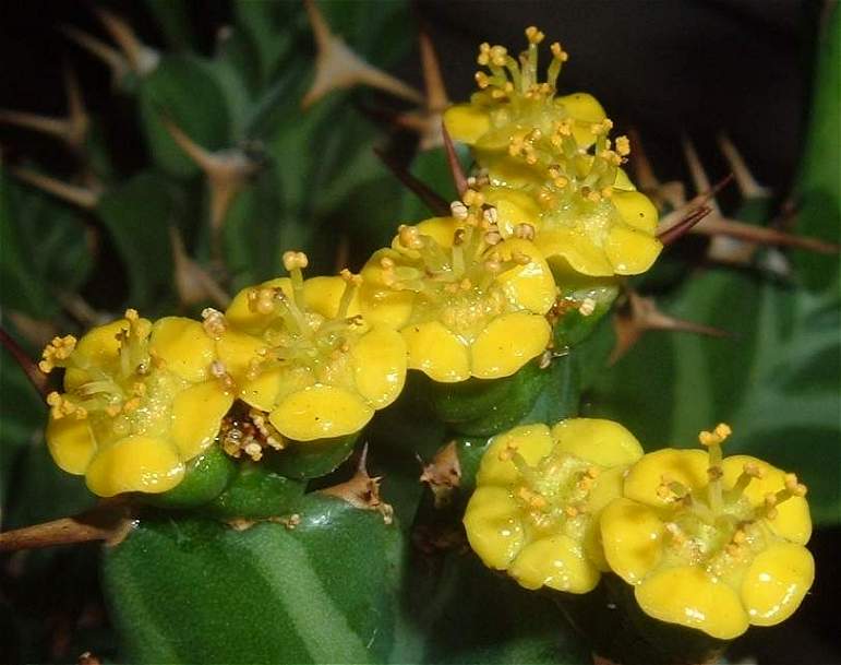 Euphorbia clavigera flower̎ʐ^
