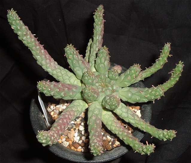 Euphorbia  'TAISYUNSYO' ̎ʐ^