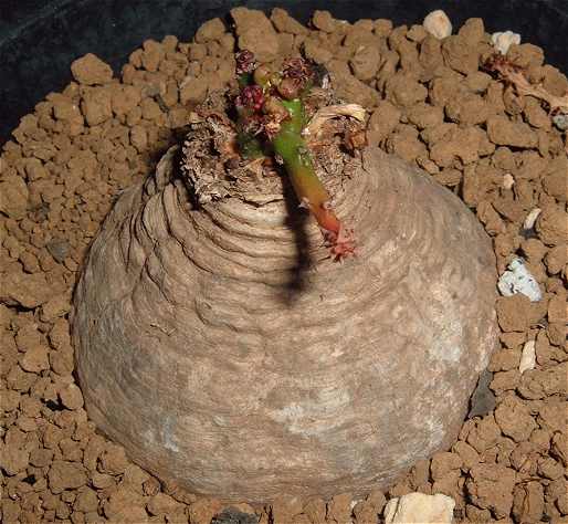 Euphorbia decidua ̎ʐ^