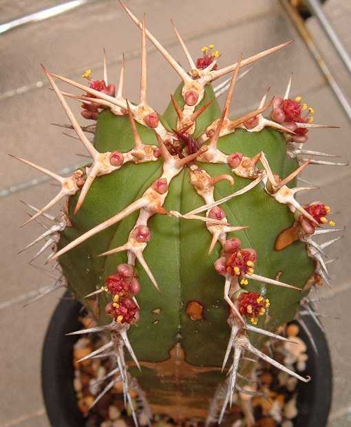 Euphorbia echinus ̎ʐ^
