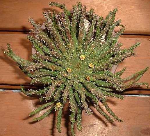 Euphorbia flanaganii ̎ʐ^