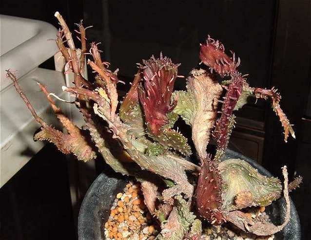 Euphorbia flanaganii f. cristata E̎̕ʐ^