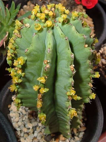 Euphorbia fruticosa ̎ʐ^
