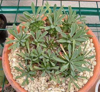 Euphorbia  'Gabizan' ̎ʐ^