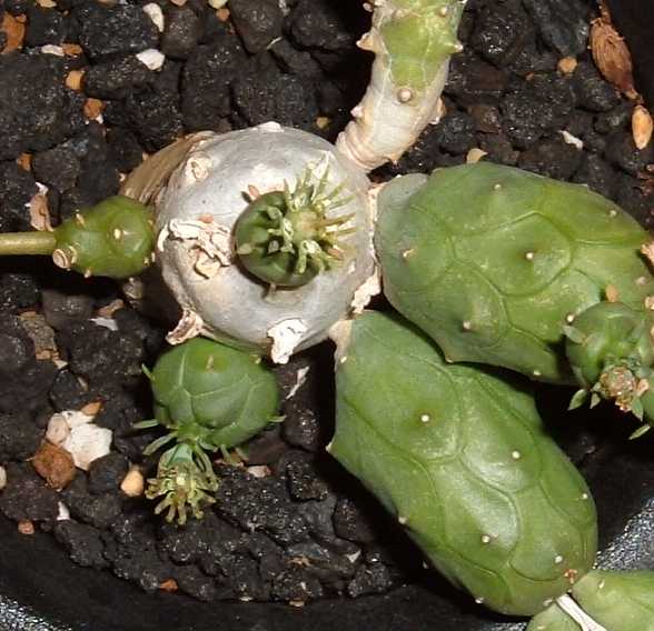 Euphorbia globosa ̎ʐ^