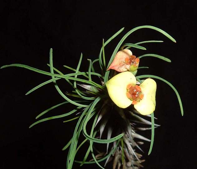 Euphorbia gottlebei yellow flower̎ʐ^