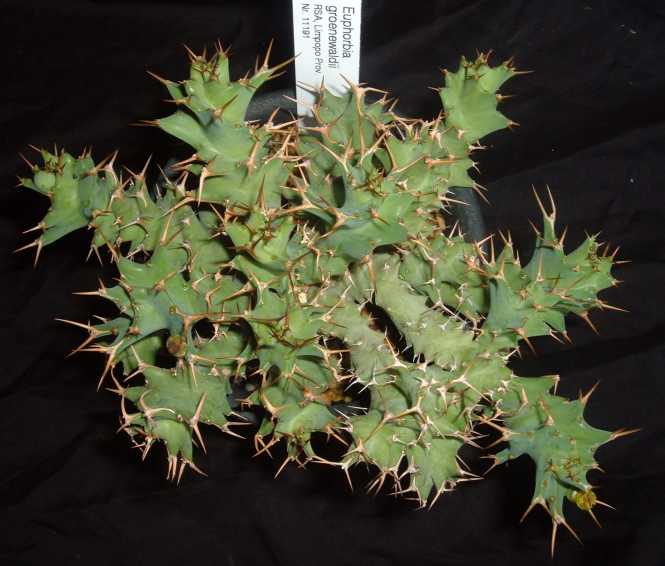 Euphorbia groenewaldii ̎ʐ^