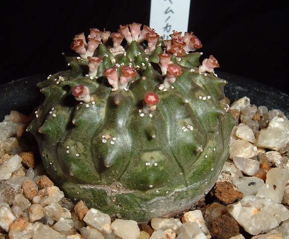 Euphorbia gymnocalycioides ̎ʐ^