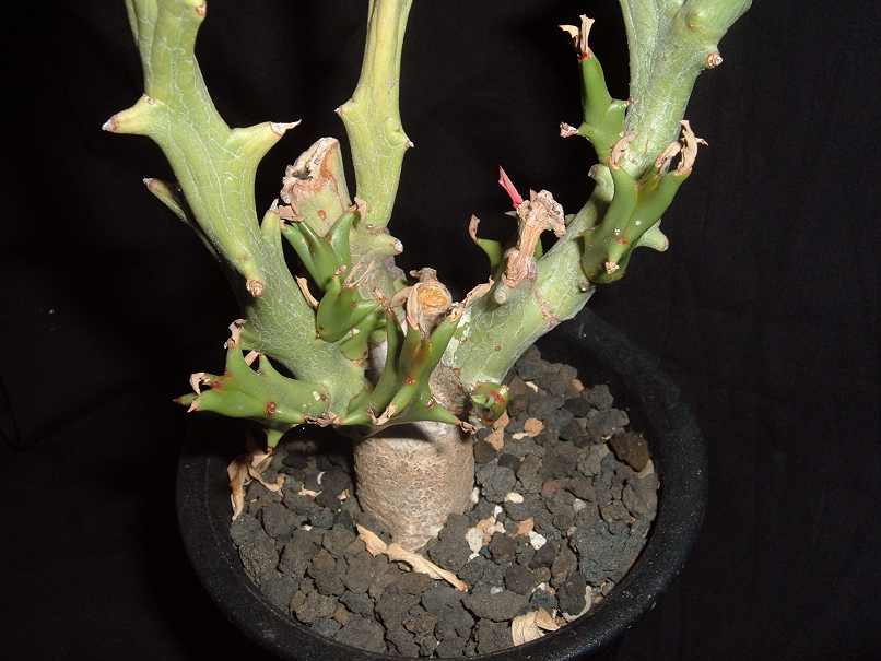 Euphorbia hamata ̎ʐ^
